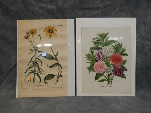 Set of 2 Vintage Flower Prints - Very Good Condition