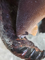 Grizzly Bears Catching Salmon at Falls 17" Sculpture
