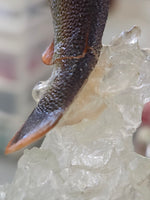Grizzly Bears Catching Salmon at Falls 17" Sculpture