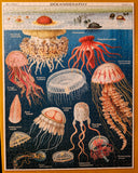 1000 Piece Jellyfish Puzzle by Cavallini Vintage - Certified Complete!