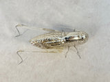 Glass Grasshopper Figurine