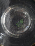 Pyrex Flameware 6 Cup Percolator 7826-B - Pot and Lid Only
