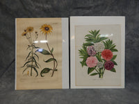 Vintage Flower Botanical Prints - Lot of 2