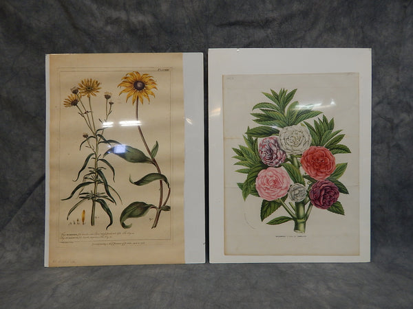 Vintage Flower Botanical Prints - Lot of 2