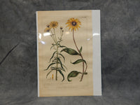 Vintage Flower Botanical Prints - Lot of 2