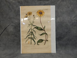 Vintage Flower Botanical Prints - Lot of 2