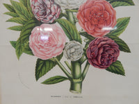 Vintage Flower Botanical Prints - Lot of 2