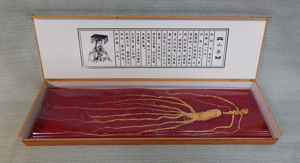 Chinese Ginseng Root in Wooden Box - Very Good Condition