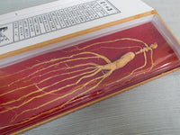 Chinese Ginseng Root in Wooden Box