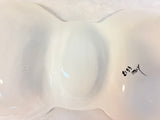Italian Shells Ceramic Serving Dish