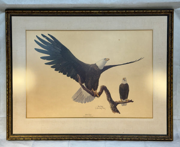 Bald Eagle by Ray Harm Framed Print