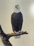 Bald Eagle by Ray Harm Framed Print