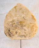 Petrified Wood 17" Sculpture
