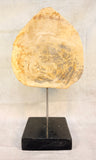 Petrified Wood 17" Sculpture
