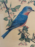 Eastern Bluebirds Charles Spaulding Lithograph, Signed by Artist