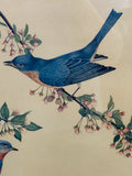 Eastern Bluebirds Charles Spaulding Lithograph, Signed by Artist