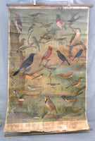 Vintage Audubon Bird Charts Nos. 1, 2 & 3