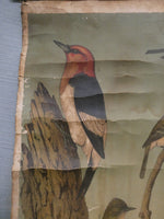 Vintage Audubon Bird Charts Nos. 1, 2 & 3