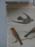 Vintage Audubon Bird Charts Nos. 1, 2 & 3