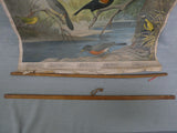 Vintage Audubon Bird Charts Nos. 1, 2 & 3