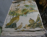 Vintage Audubon Bird Charts Nos. 1, 2 & 3