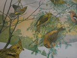 Vintage Audubon Bird Charts Nos. 1, 2 & 3