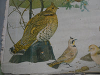 Vintage Audubon Bird Charts Nos. 1, 2 & 3