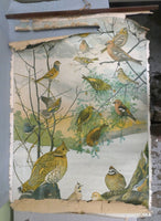 Vintage Audubon Bird Charts Nos. 1, 2 & 3