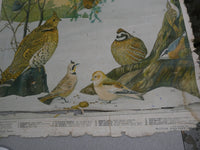 Vintage Audubon Bird Charts Nos. 1, 2 & 3