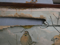 Vintage Audubon Bird Charts Nos. 1, 2 & 3